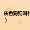 灰色狗狗叫什么名字好聽（狗叫什么名字好聽）