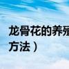龍骨花的養(yǎng)殖方法和注意事項(xiàng)（龍骨花的養(yǎng)殖方法）