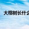 大榕樹(shù)長(zhǎng)什么樣子圖片（這棵大榕樹(shù)就像）