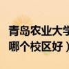 青島農(nóng)業(yè)大學(xué)哪個校區(qū)好就業(yè)（青島農(nóng)業(yè)大學(xué)哪個校區(qū)好）