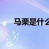 馬栗是什么植物有毒嗎（馬栗是什么）