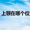 上顎在哪個位置圖片圖解（上顎在哪個位置）