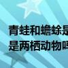 青蛙和蟾蜍是人人皆知的現(xiàn)代兩棲動(dòng)物（青蛙是兩棲動(dòng)物嗎）