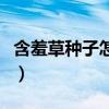 含羞草種子怎么種植的（含羞草種子怎么種植）