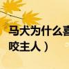 馬犬為什么喜歡咬主人褲腿(馬犬為什么喜歡咬主人) 馬犬為什么喜歡咬主人褲腿(馬犬為什么喜歡咬主人)