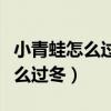 小青蛙怎么過冬其他動物怎么過冬（小青蛙怎么過冬）
