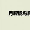 月朦朧鳥朦朧電視?。ㄔ码鼥V鳥朦朧）