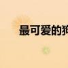 最可愛的狗是什么品種（最可愛的狗）