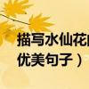 描寫水仙花的優(yōu)美句子15字（描寫水仙花的優(yōu)美句子）