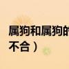 屬狗和屬狗的合不合婚姻呢（屬狗和屬狗的合不合）