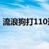 流浪狗打110還是12345（流浪狗怎么處理）