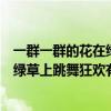 一群一群的花在綠草上跳舞狂歡有的什么（一群一群的花在綠草上跳舞狂歡有的）