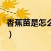 香蕉苗是怎么培育出來的（香蕉怎么種出來的）