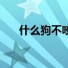 什么狗不咬人最好養(yǎng)（什么狗不咬人）