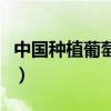 中國(guó)種植葡萄始于哪一年（中國(guó)種植葡萄始于）
