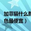 加菲貓什么顏色最便宜又好看(加菲貓什么顏色最便宜) 加菲貓什么顏色最便宜又好看(加菲貓什么顏色最便宜)