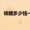 錦鯉多少錢一條怎么養(yǎng)（錦鯉多少錢一條）