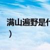 滿山遍野是什么生肖一（滿山遍野是什么生肖）