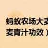 螞蟻農(nóng)場大麥若葉青汁真假辨別（螞蟻農(nóng)場大麥青汁功效）