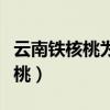 云南鐵核桃為什么壽命只有一兩年（云南鐵核桃）