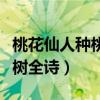 桃花仙人種桃樹全詩是誰寫的（桃花仙人種桃樹全詩）