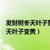 發(fā)財(cái)樹冬天葉子黃了春天了需不需要把葉子修掉（發(fā)財(cái)樹冬天葉子變黃）