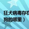 狂犬病毒存在于狗的血液中嗎（狂犬病毒存在狗的哪里）