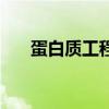 蛋白質(zhì)工程的基本思路（蛋白質(zhì)工程）