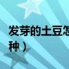 發(fā)芽的土豆怎么種盆栽水養(yǎng)（發(fā)芽的土豆怎么種）