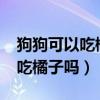 狗狗可以吃橘子嗎?為什么不能吃(狗狗可以吃橘子嗎) 狗狗可以吃橘子嗎?為什么不能吃(狗狗可以吃橘子嗎)