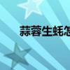 蒜蓉生蠔怎么做法（蒜蓉生蠔怎么做）