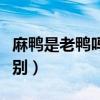 麻鴨是老鴨嗎還是嫩鴨（麻鴨和一般鴨子的區(qū)別）