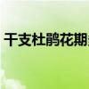 干支杜鵑花期多久（干支杜鵑多長時間開花）