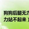 狗狗后腿無力站不起來怎么排便（狗狗后腿無力站不起來）