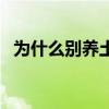 為什么別養(yǎng)土貓不能養(yǎng)(為什么別養(yǎng)土貓) 為什么別養(yǎng)土貓不能養(yǎng)(為什么別養(yǎng)土貓)