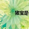 豬寶是什么做的(豬寶是什么) 豬寶是什么做的(豬寶是什么)