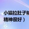 小貓拉肚子精神很好怎么回事(小貓拉肚子但精神很好) 小貓拉肚子精神很好怎么回事(小貓拉肚子但精神很好)