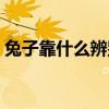 兔子靠什么辨別主人（兔子靠什么分辨主人）