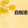 白蟻進(jìn)屋十大預(yù)兆（火蟻圖片）