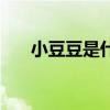 小豆豆是什么樣的人（小豆豆是什么）