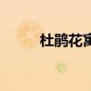 杜鵑花寓意及花語（杜鵑花寓意）