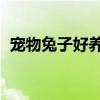 寵物兔子好養(yǎng)嗎 臭不臭（寵物兔子好養(yǎng)嗎）