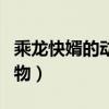 乘龍快婿的動物是什么生肖（乘龍快婿打一動物）