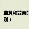 韭黃和蒜黃的區(qū)別營養(yǎng)價值（韭黃和蒜黃的區(qū)別）