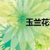玉蘭花茶圖片大全（玉蘭花茶）