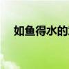如魚得水的意什么意思（如魚得水意思）