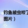 釣魚(yú)被蟲(chóng)咬了很多紅疙瘩（被釣魚(yú)紅蟲(chóng)感染的圖片）