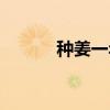 種姜一年一畝賺多少錢（種姜）