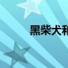 黑柴犬和黃柴犬哪個(gè)貴（黑柴犬）