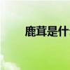 鹿茸是什么部位圖片（鹿茸是什么）